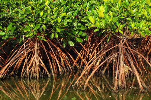 Protecting and Renewing Mangroves in Bintan